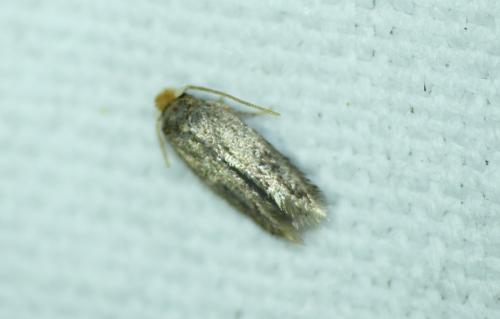 Réf. 353 229 : Zimmermannia amani